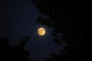 355:Super Moon November 2016 – 2016/11/13